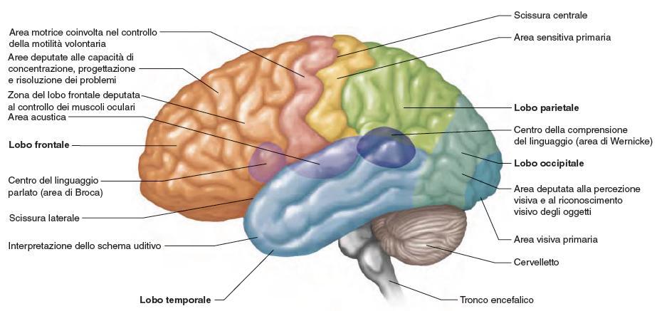 Aree sensoriali, integrative e motorie della corteccia cerebrale sinistra 48 In regioni specifiche