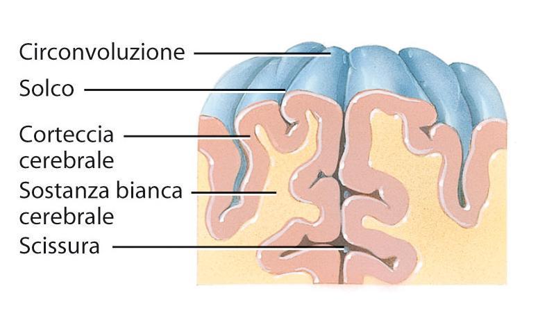 Composizione del telencefalo 50 Il cervello o (telencefalo) è composto da: corteccia cerebrale grigia (formata dai neuroni, dalla glia e da fibre nervose senza mielina con uno spessore di circa 2 4