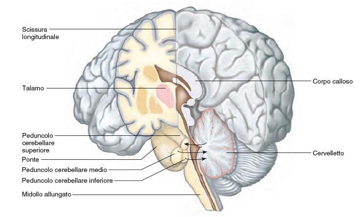 Il cervelletto 54 Il cervelletto è formato da due emisferi cerebellari, ubicati posteriormente al midollo allungato e al ponte e inferiormente al cervello.