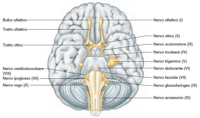 I nervi cranici 59 I nervi cranici, ad eccezione del primo paio (l olfattivo), originano dal tronco encefalico.
