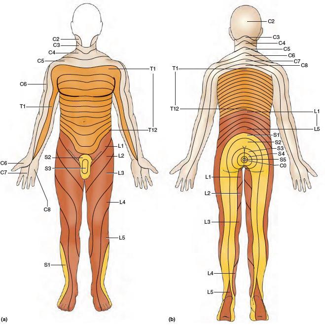 Dermatomeri 61 Un area di cute innervata dai rami sensitivi di un determinato nervo spinale viene chiamata