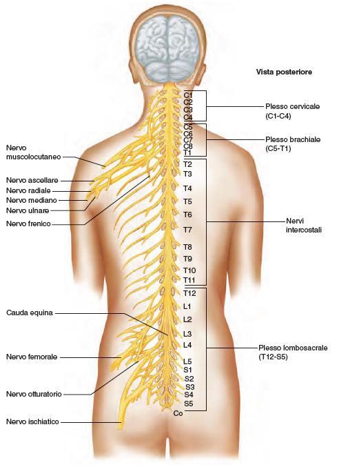 I plessi nervosi 62 Mentre i rami ventrali o anteriori dei nervi spinali nella regione toracica danno luogo ai nervi intercostali, quelli di altre regioni si organizzano a formare complesse reti