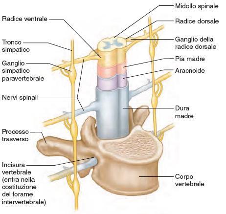 Struttura del sistema nervoso autonomo - Simpatico 66 Il sistema simpatico del SNA è anche chiamato sistema toracolombare.