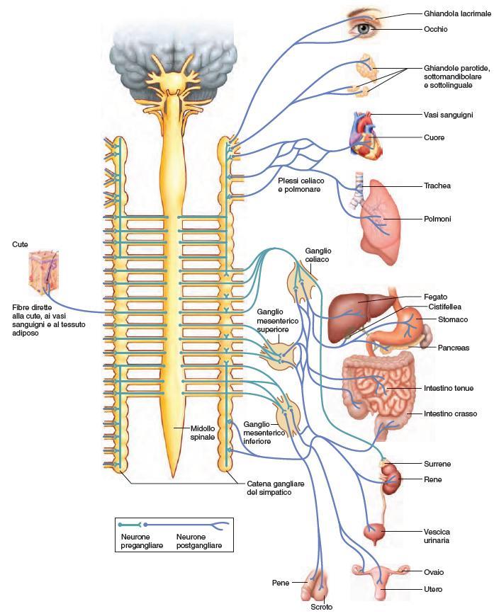 Funzione del Simpatico 67 Le fibre simpatiche lasciano il midollo spinale passando nella radice ventrale dei nervi spinali, entrano nei gangli paravertebrali e stabiliscono sinapsi con altri