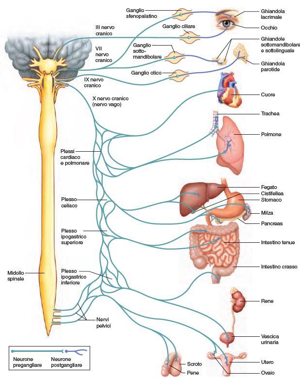 Compartimento Parasimpatico 69 Le fibre pregangliari del parasimpatico craniale sono associate ai nervi oculomotore (III), faciale (VII) e glossofaringeo (IX).