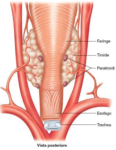 Paratiroidi 78 Le ghiandole paratiroidi sono quattro masserelle tondeggianti di tessuto ghiandolare parzialmente incastonate sulla superficie posteriore della ghiandola tiroide.