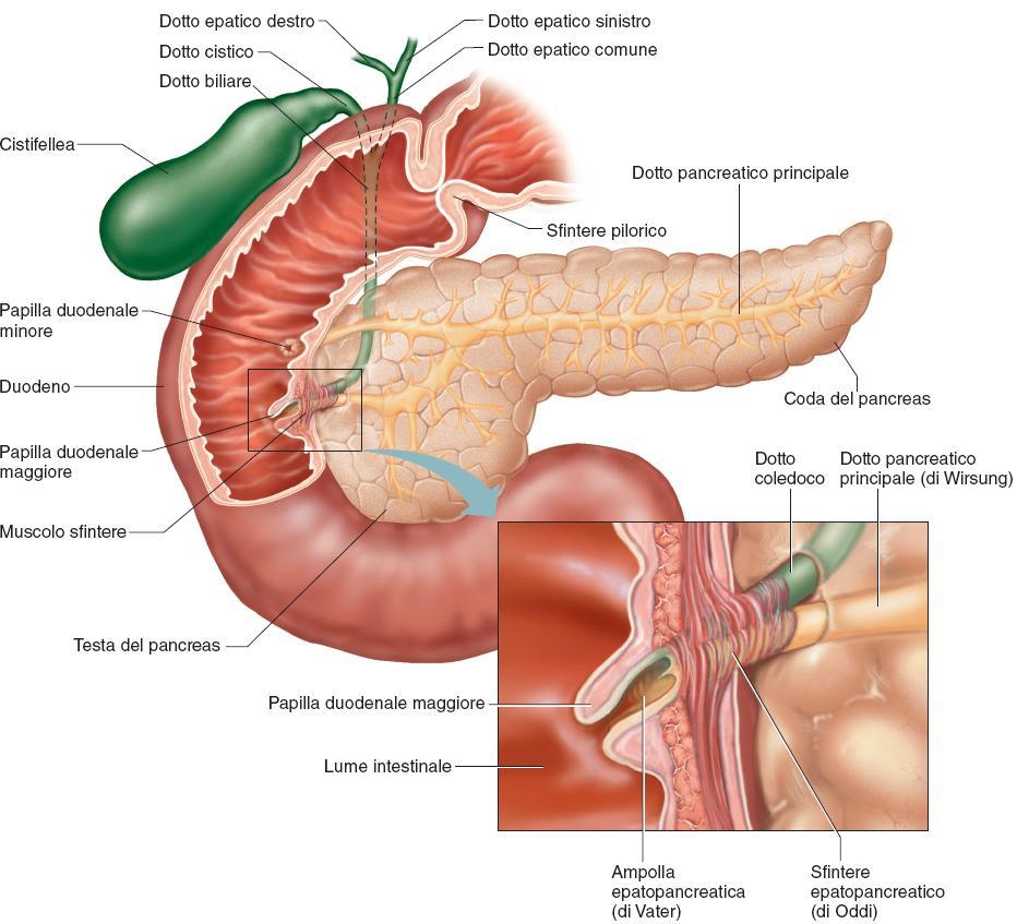 Pancreas 81 È COSTITUITO DA PICCOLI RAGGRUPPAMENTI DI CELLULE EPITELIALI GHIANDOLARI, ORGANIZZATE IN GRUPPI DETTE ACINI.