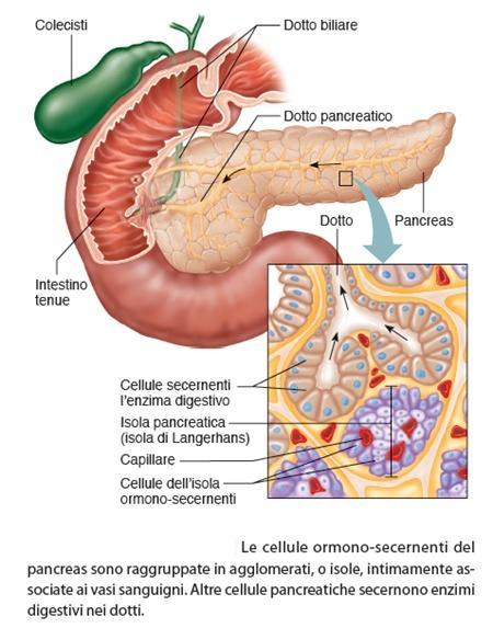 Istologia degli isolotti del Langherans 82 Gli ISOLOTTI DEL LANGHERANS sono