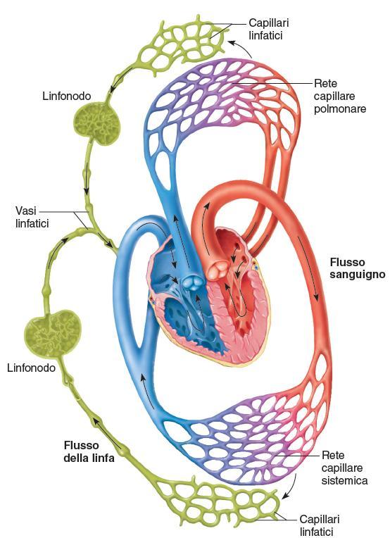 I vasi linfatici 84 Il sistema linfatico è un vasto complesso comprendente cellule e sostanze biochimiche trasportate nei vasi linfatici, le ghiandole e gli organi che le producono.