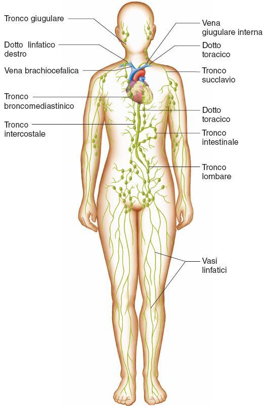 I tronchi linfatici 86 Tronchi linfatici e dotti collettori I tronchi linfatici prendono il nome dalle regioni che drenano. T. Lombare Drena arti inferiori, parete addominale inferiore, organi pelvici.