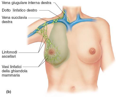 Drenaggio linfatico della mammella 88 Il drenaggio linfatico della mammella illustra una funzione