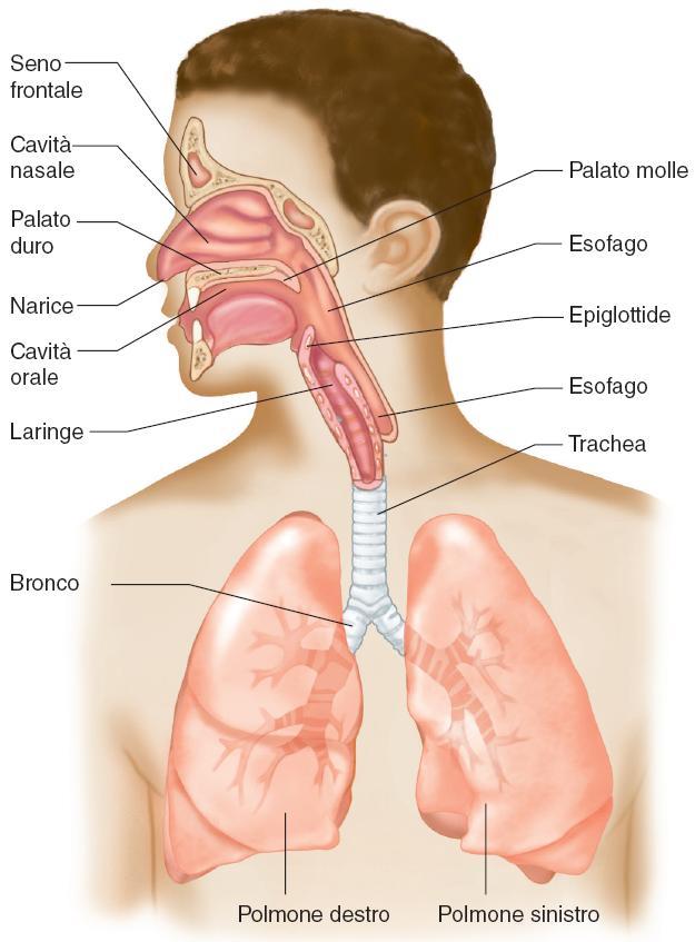 Organi superiori dell apparato respiratorio 9 Faringe: -rinof. -orof. -laringof.