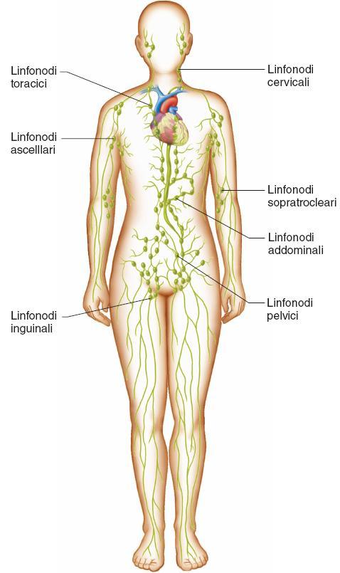Stazioni linfonodali principali 90 I linfonodi si trovano in tutto il corpo (escluso il sistema nervoso centrale) in gruppi o in catene lungo le vie linfatiche maggiori. Principali sedi sono: 1.