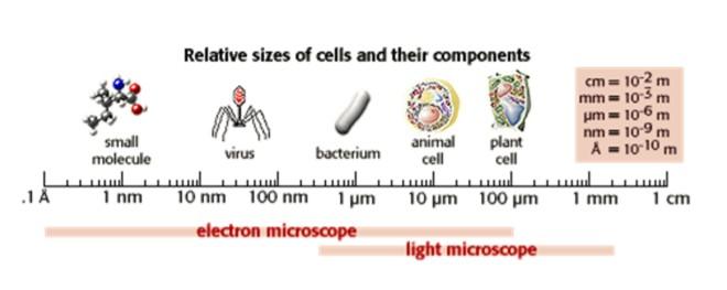 Dimensioni in Biologia Misure delle cellule, virus, ed altre piccole strutture La Biologia è un campo ricco di immagini. Molti fenomeni biologici e strutture non sono visibili dall'occhio umano.