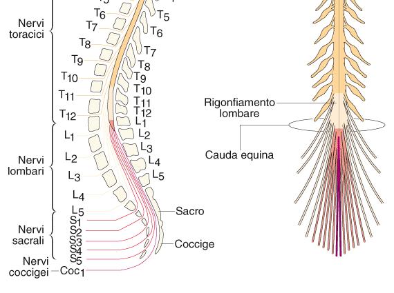 Nel tronco decorrono informazioni dirette dal MS al cervello e viceversa. Cervelletto: connesso al tronco-encefalo è implicato nel controllo motorio.