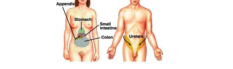 Appendice Stomaco Intestino tenue Colon Ureteri Esempi: dolore nell ischemia del miocardio riferito dal