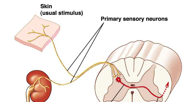 Stimolo cutaneo (frequente) Neuroni sensitivi primari Stimolo viscerale (raro) Neurone sensitivo secondario Via