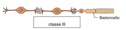 neurone sensitivo primario Cellula di trasmissione Sinapsi Stimolo Sinapsi Recettore Recettore di III tipo Tra il recettore e il