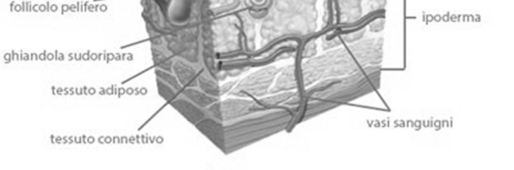 interessata (regola del 9) - Sede(viso, collo, mani, piedi, perineo, vie