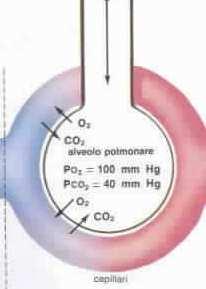 VENTILAZIONE POLMONARE TOTALE VE =