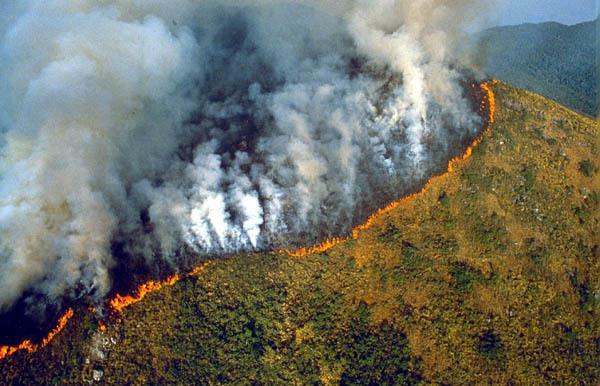 La deforestazione (o disboscamento) è la riduzione delle aree verdi naturali della Terra causata dallo sfruttamento eccessivo delle foreste ed è uno dei principali problemi ambientali del mondo