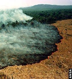 La distruzione delle foreste causa l'estinzione di numerose specie vegetali ed animali, con conseguente impoverimento genetico.