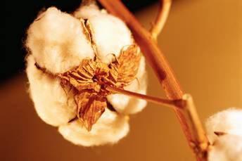 Impatto ambientale: Fibra naturale - Cotone Se volessimo soddisfare la richiesta mondiale di tessuti con il solo cotone: >