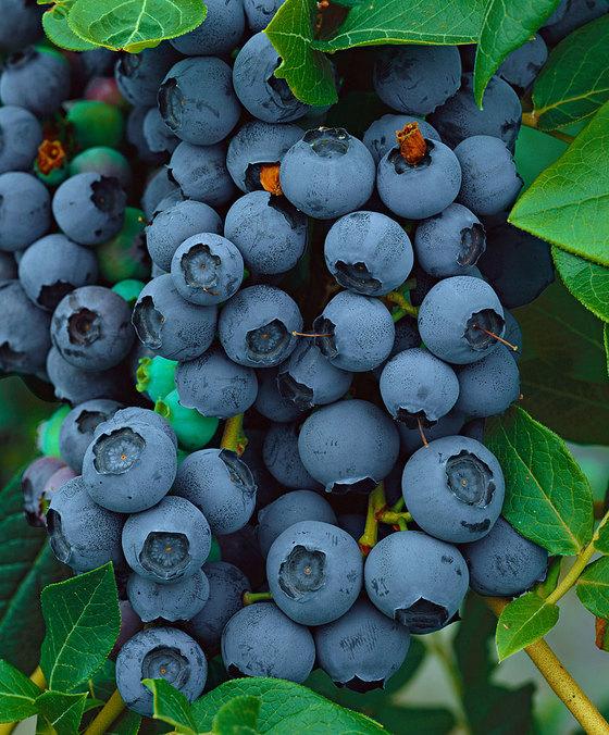 ACIDO GAMMA LINOLENICO Fonti ricche di questo acido grasso sono gli oli di origine vegetale,