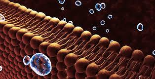 I lipidi sono componenti essenziali della membrana cellulare e arrivano a
