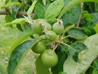 IL MELO N 4 del 15 giugno 2018 Fase fenologica Nelle zone e sulle varietà più precoci il melo si trova nella fase fenologica di accrescimento dei frutticini, attualmente a circa 40 mm, mentre in