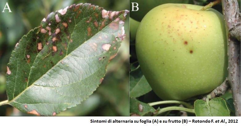 Sostanza attiva Gruppo/codice FRAC Caratteristiche del formulato Tipologia di trattamento Ammesso in BIO Rischio Indicazioni FRAC Strategia anti Quinoxifen Fenossiquinoline / 13 Di copertura No Medio