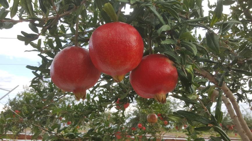 Insetti dannosi Afidi Rodilegno giallo