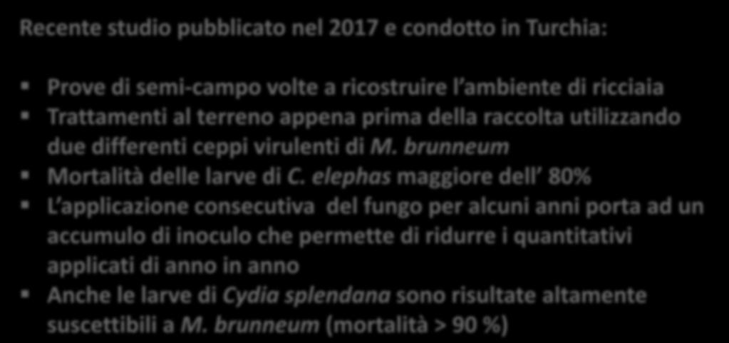 Metarhizium brunneum Recente studio pubblicato nel 2017 e condotto in Turchia: Prove di semi-campo volte a ricostruire l ambiente di ricciaia