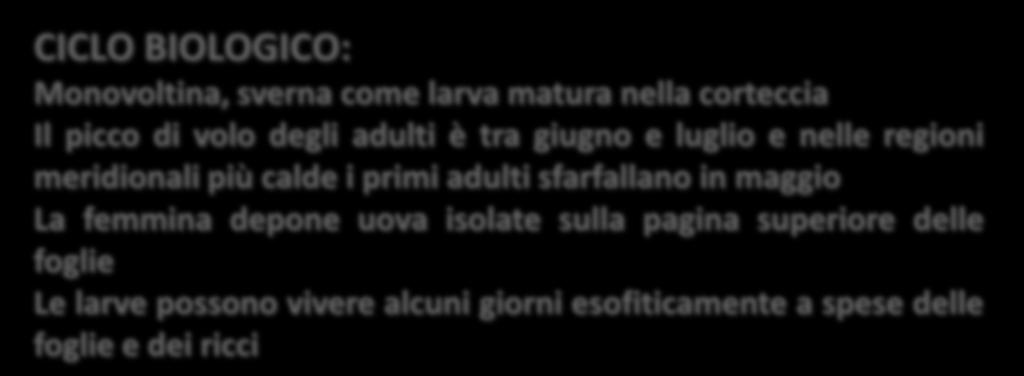 femmina depone uova isolate sulla pagina superiore delle foglie Le larve possono vivere alcuni giorni