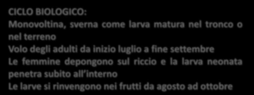 la larva neonata penetra subito all interno Le larve si rinvengono nei frutti da agosto ad