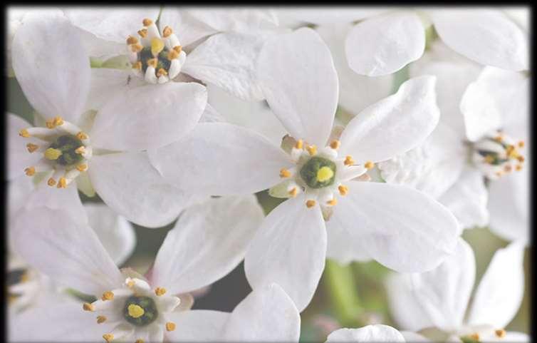 LA CREAZIONE DI ORANGERS EN FLEURS Questa essenza è il risultato di un incontro tra la Maison Houbigant e il naso Jacques Flori, profumiere capo di Robertet.