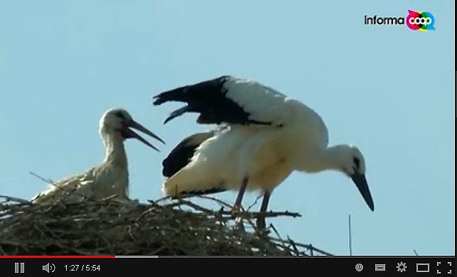 della Riserva Naturale del Padule di Fucecchio, a Castelmartini, e l'osservatorio faunistico de Le Morette, dove sarà presente una Guida del Centro per mostrare con il cannocchiale le varie specie di