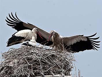 il cambio al nido (foto Maurizio