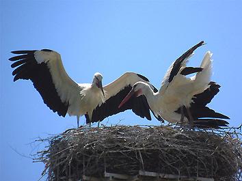 Fucecchio: i due genitori al nido