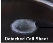 Esempi di tesi e laboratori coinvolti Sviluppo di un sistema di coltura bicompartimentale per lo studio ex vivo del vein graft disease in segmenti di vena safena Idrogeli