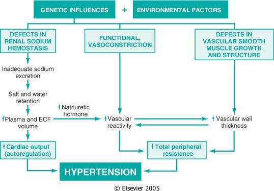 Possibile patogenesi (multifattoriale) dell ipertensione essenziale: Modificazioni genetiche dei meccanismi di escrezione renale di Na,