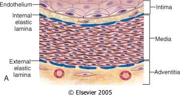 Le arterie e la loro struttura -arterie elastiche: media ricca di fibre elastiche in strati (aorta e diramazioni maggiori; aa polmonari)