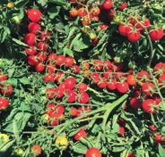 Adatto per coltivazione in serra negli areali tipici per la produzione di questa tipologia di frutto. In Sicilia si suggeriscono trapianti invernali a partire da ottobre.