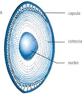 differisce, a livello concettuale, dalla pratica corrente, poiché preserva al massimo le LEC endogene e il loro ambiente naturale rigenerando i cristallini, ripristinando la funzionalità visiva.