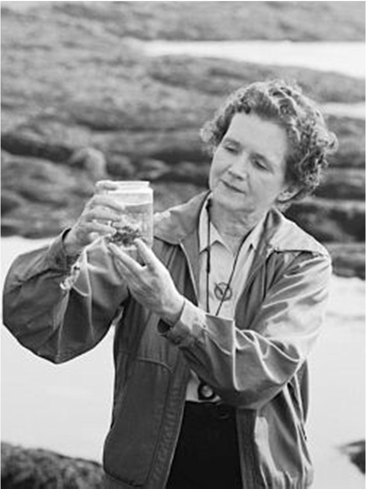 Rachel Carson «Silent spring» 1962 Osserva la sparizione di alcune varietà di uccelli dalle