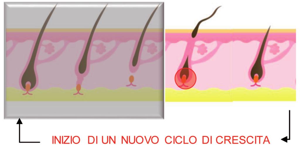 LA CADUTA DEI CAPELLI DIPENDE DA DIVERSE CAUSE: DHT deidrotestosterone: unione tra enzima chiamato 5α-reduttasi e testosterone che formano una tossina molto dannosa per il follicolo Farmaci: effetti