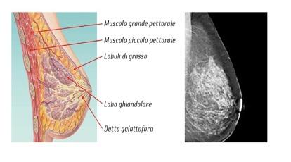 Il Seno Anatomia della mammella Il seno è molto di più di ciò che immagini... La mammella è la struttura che contiene la ghiandola mammaria, deputata alla produzione del latte.
