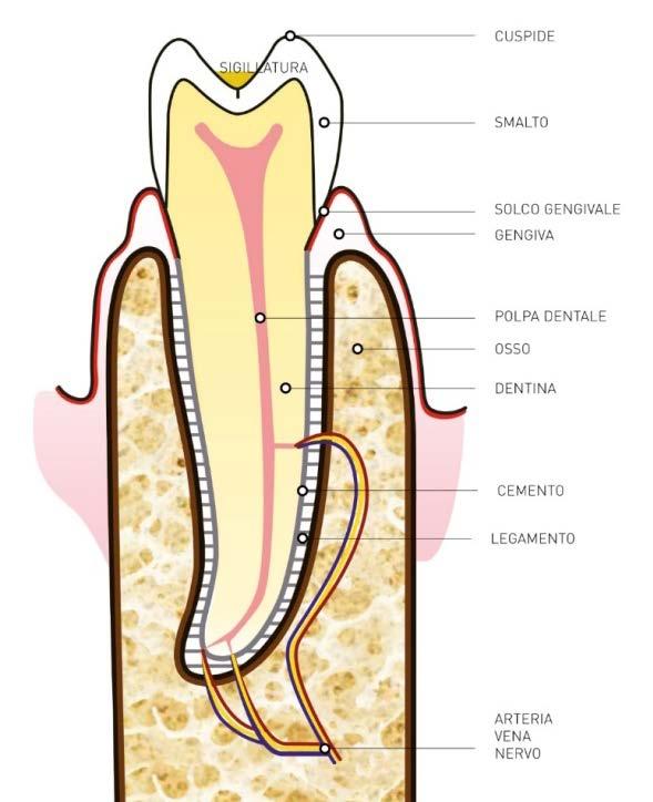 E. Sigillatura (occlusale) dei denti.