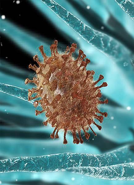 EZIOLOGIA - Swine Influenza Virus (SIV) è un Orthomyxovirus tipo A - I sottotipi più comunemente isolati dal suino sono: