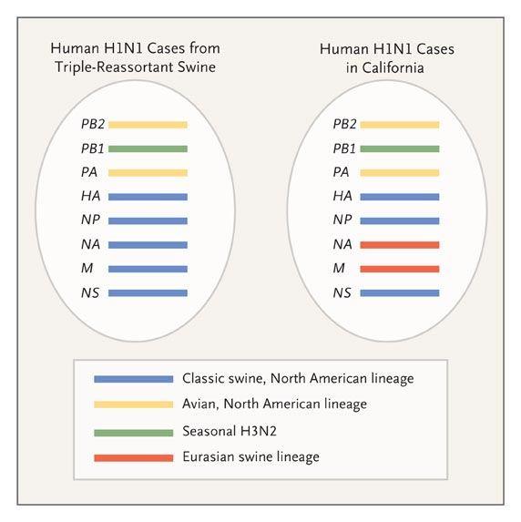 Comparison of H1N1 Swine Genotypes in Recent Outbreaks Novel Swine-Origin